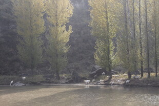 山林河畔的静谧风光