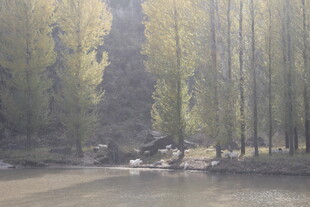 林间溪流边的静谧自然景