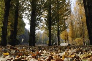 秋日林间落叶景致