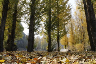 秋日林间落叶美景