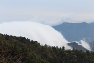 山间云海与葱郁林木景观