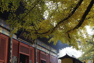 古宅银杏下的静谧景致