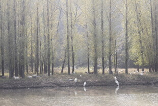 湖畔柳林白鹭栖息美景