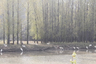 湖畔柳林白鹭栖息美景