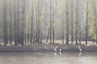 湖畔鹭影 林间静谧风光