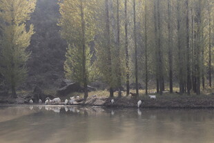 林间湖畔的静谧自然景象