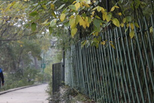 林间竹篱小径 静谧之景