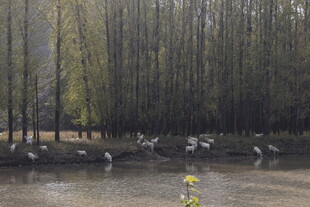 湖畔黄花与休憩飞鸟