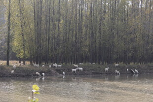 水边鹿群与茂密树林景观