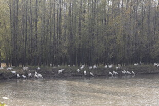 湖畔白鹭栖于茂密树林