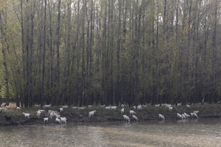 湖畔群鸟栖息于树林边