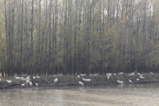 湿地群鸟栖息于树林旁