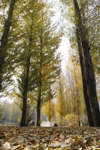 秋日林间落叶美景