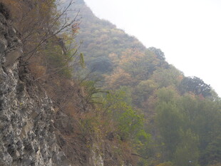 山间秋色 崖壁旁植被景观