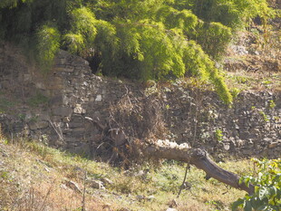 山坡绿植与枯木景观