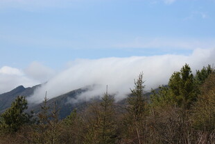 山间云雾缭绕的森林美景