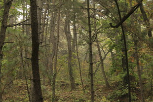 迷雾笼罩的静谧森林