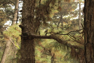 森林中的粗壮松树树干