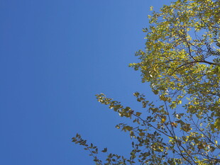 蓝天映衬下的翠绿枝叶