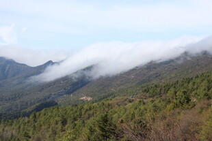 山间云雾缭绕的葱郁山林