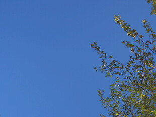 蓝天映衬下的翠绿枝叶