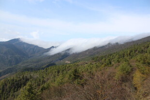 山间云雾缭绕的翠绿景致