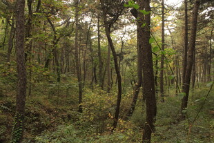 茂密森林中的树木景观
