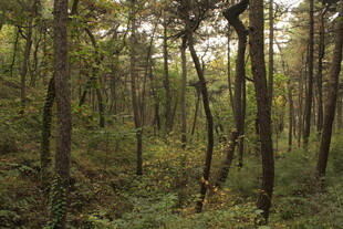 秋日静谧森林景观