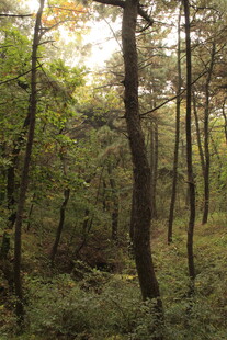 阳光洒落的静谧森林