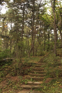 林间石阶 漫步自然之境