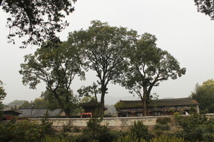 古树下的传统建筑景观