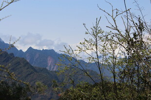 山间春景 枝叶伴远山
