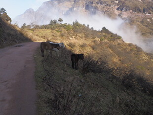山间小道上的两匹马