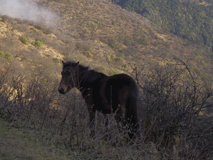 山间黑马立 荒野展英姿