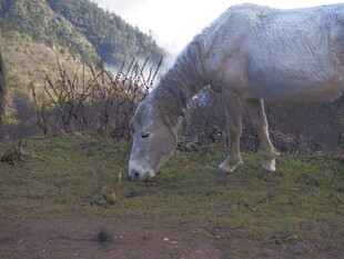 草原上低头吃草的白马
