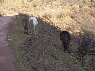 路边吃草的几匹马