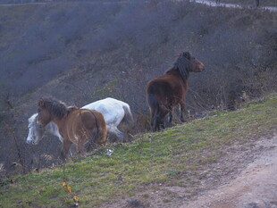 山坡上的几匹马