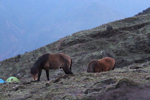 山坡上的两匹马