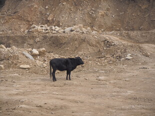 荒野中的黑色牛
