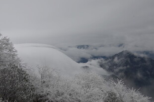 雪山雪景中覆盖雪的树木