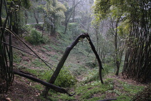 山林中弯折的树木景象