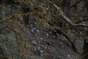 岩石缝隙中的点点小花