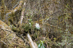 森林中隐秘的白色鸟儿