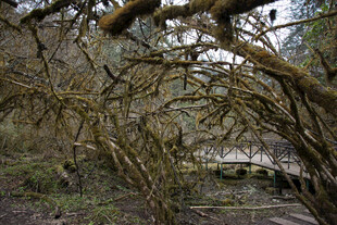 森林中覆满苔藓的光秃树枝