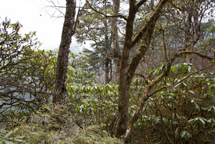 山林间繁茂的树木景观