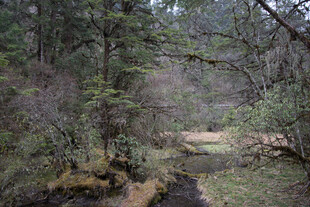 森林中的潺潺溪流