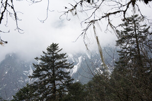云雾缭绕的山林景致