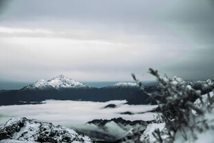 雪山远景与前景植物景观