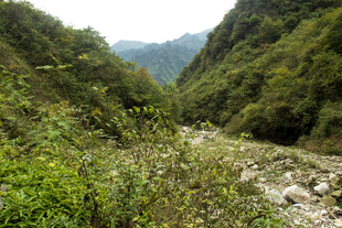 山间河谷绿意盎然景色