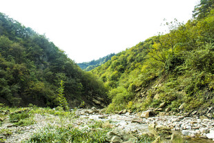 山间溪流 绿意盎然的景致
